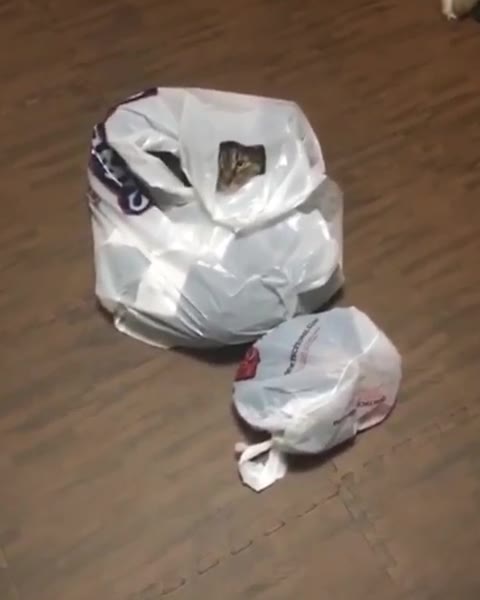 31 Vera Bambi leaked video