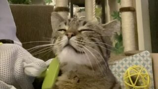 spoopykitten leaked