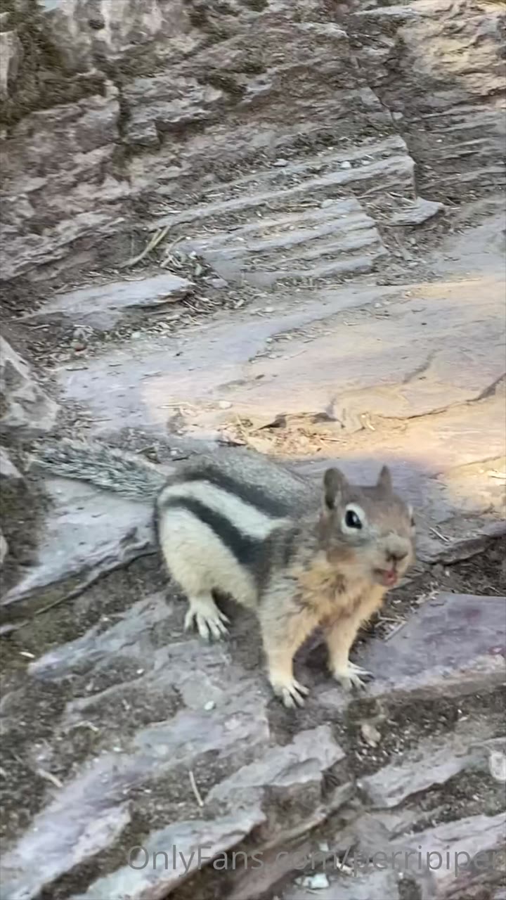 Sensational girlish PiperPerri XXX