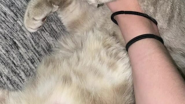 183 Lavenderthief leaked onlyfans porn